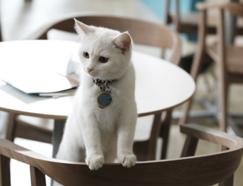 Cat café: where to relax in the company of cats